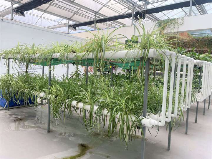 農(nóng)業(yè)技術(shù)：有機(jī)生態(tài)型無(wú)土栽培有哪些特點(diǎn)？