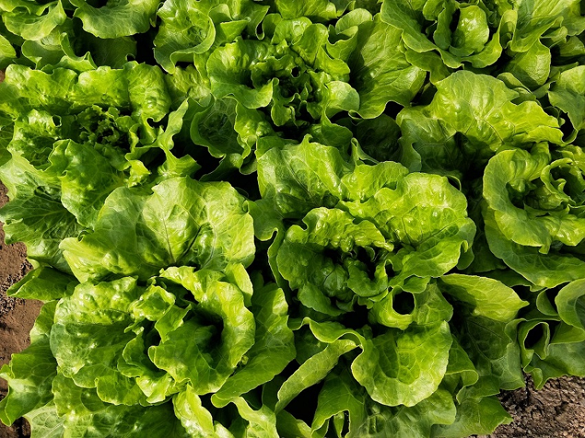 溫室種植生菜想高產(chǎn)，對水肥的要求都有哪些？