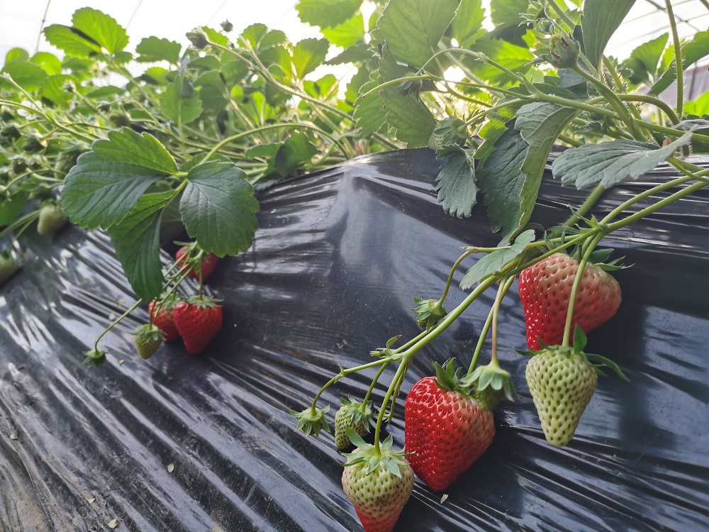 溫室大棚草莓種植常見問題