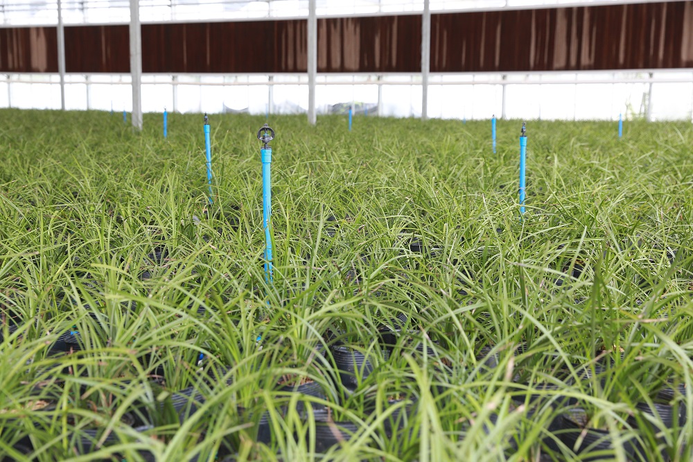 花卉種植大棚如何預防凍害問題